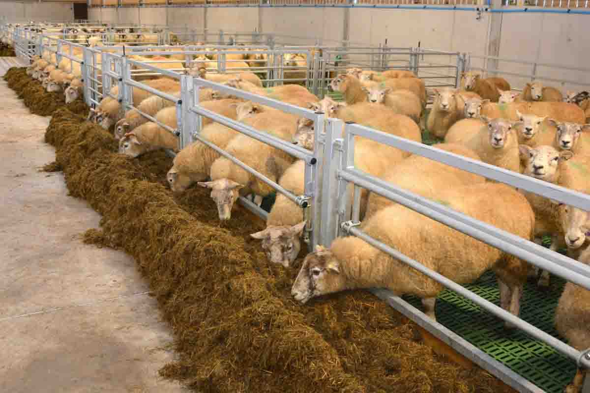 چرا برخی پودرهای چربی بیشتر از اینکه مفید باشند، مضرند؟