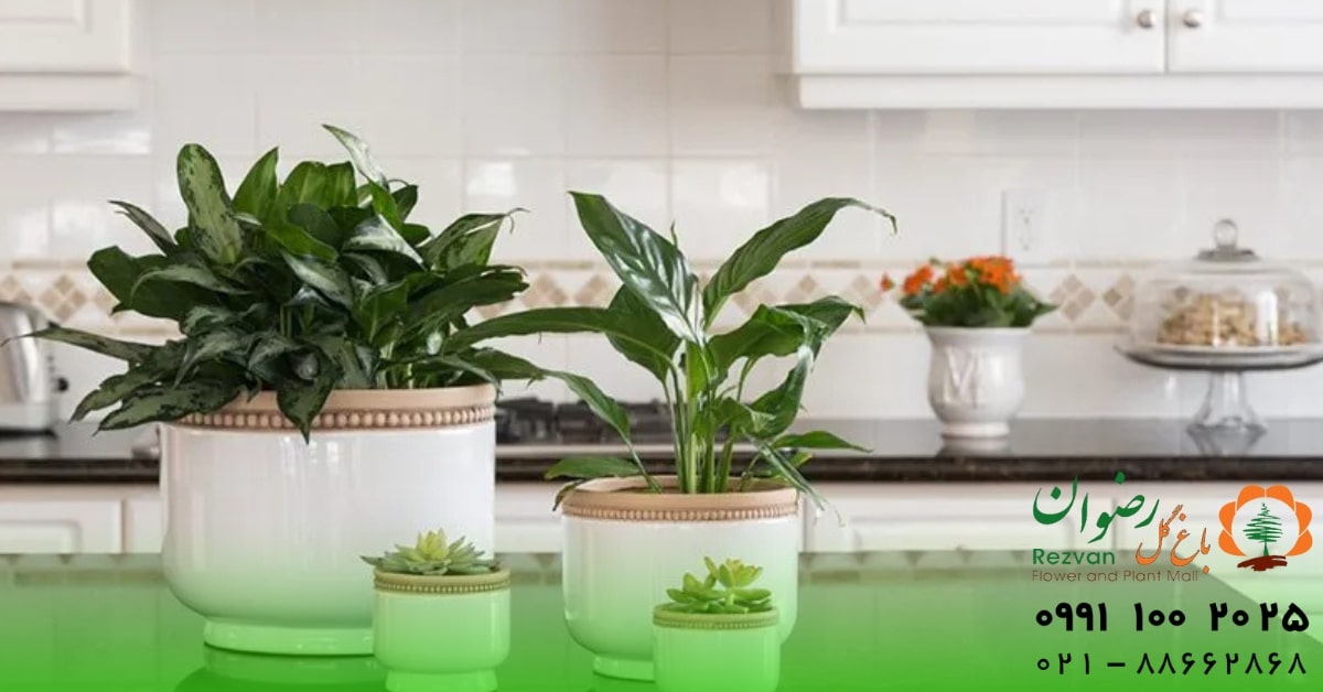 آشپزخانه | تصفیه هوا گیاهان مناسب برای آشپزخانه: راهنمای انتخاب و نگهداری گیاهان خانگی در محیط آشپزخانه