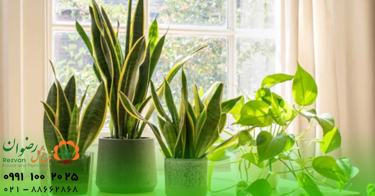 آشپزخانه | تصفیه هوا گیاهان مناسب برای آشپزخانه: راهنمای انتخاب و نگهداری گیاهان خانگی در محیط آشپزخانه